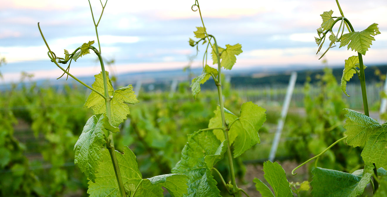 Reben im Weinberg des Weingut Kauppert