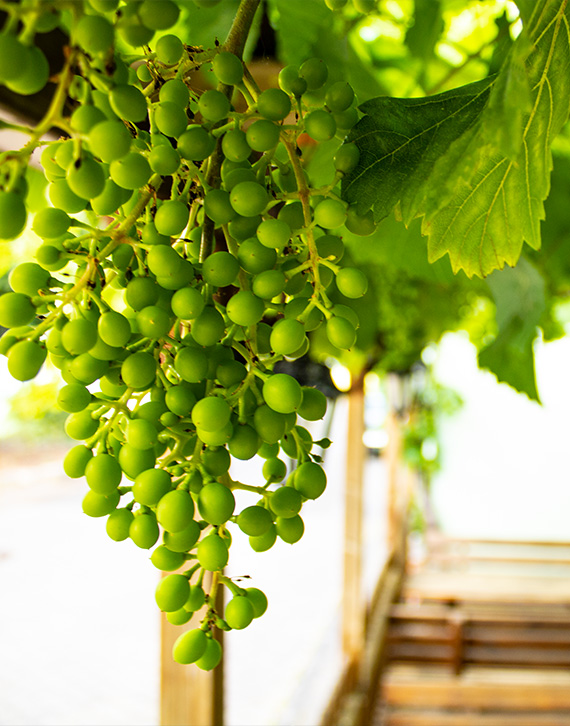 Weinberge des Weingut Kauppert